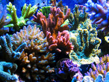 Picture for category Corals