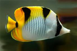 Picture of Butterflyfish Sickle