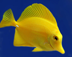 Picture of Yellow Tang Biota Captive-Bred