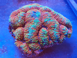 Picture of Symphyllia Brain Coral